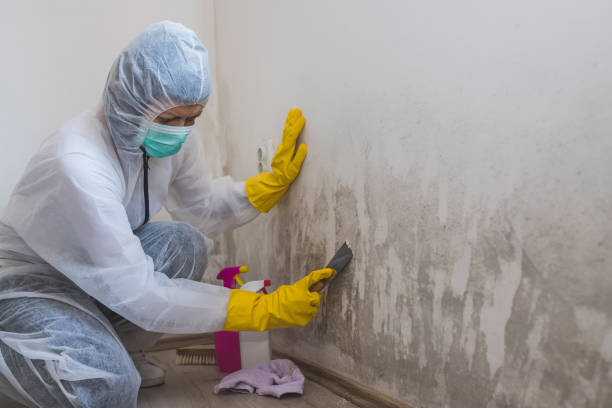 Mold Removal and Inspection in Hilmar Irwin, CA