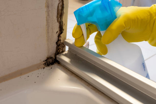 Attic Mold Removal in Hilmar Irwin, CA