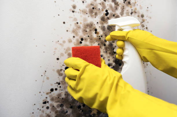 Professional Mold Removal in Hilmar Irwin, CA